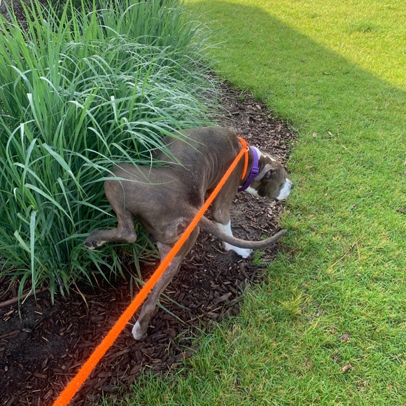 Meet your Posher, Patricia - Picture 1 of 1